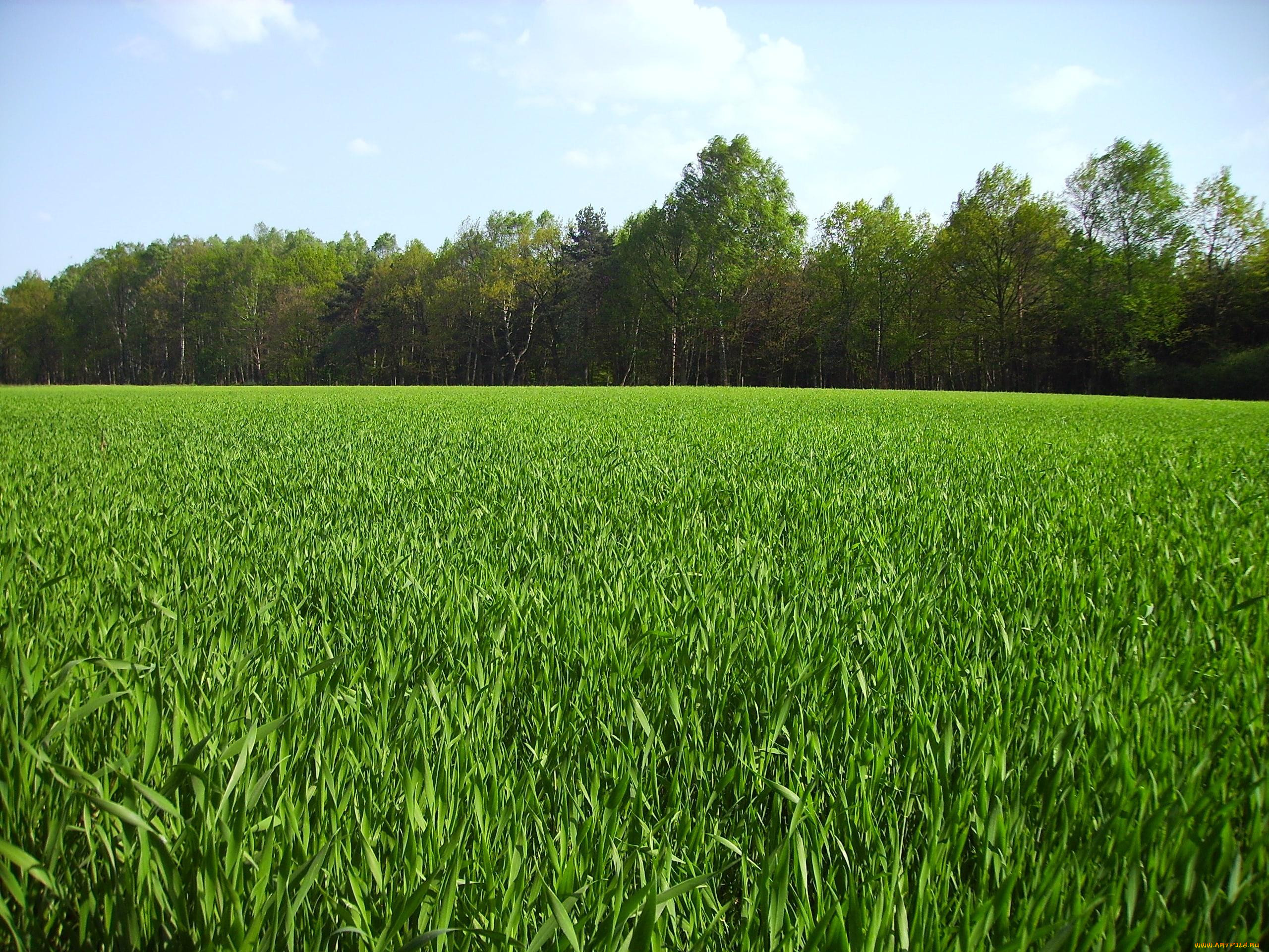 Лпх земля сельхозназначения. Трава поле. Зеленая трава. Зеленое поле. Поле с зеленой травой.